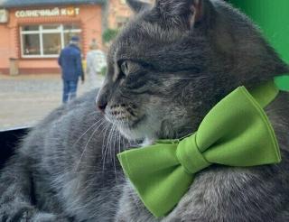 Sergey the cat, the best employee of the Zelenogradsk store, united hundreds of people